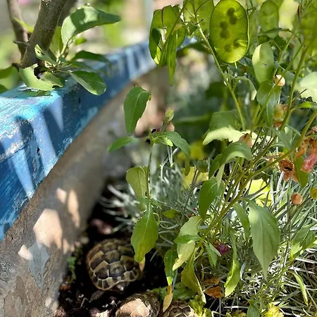 Mare I Kate דירה *