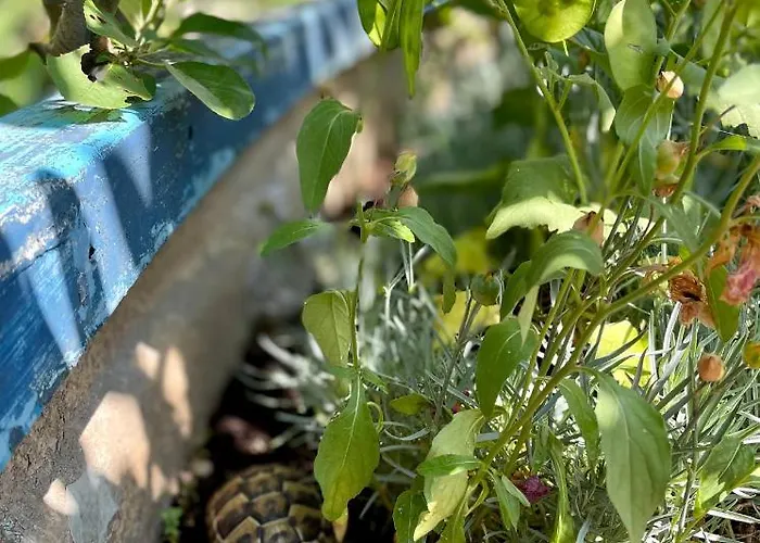 Mare I Kate דירה *