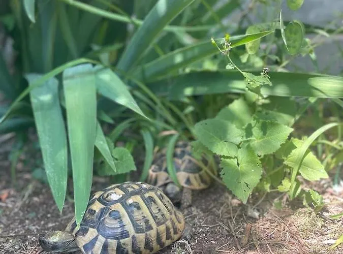 Mare I Kate דירה